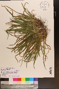 Carex abscondita image