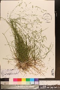 Poa autumnalis image