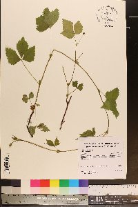 Rubus pubescens var. pubescens image