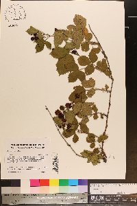 Rubus flagellaris image