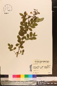 Rosa multiflora image