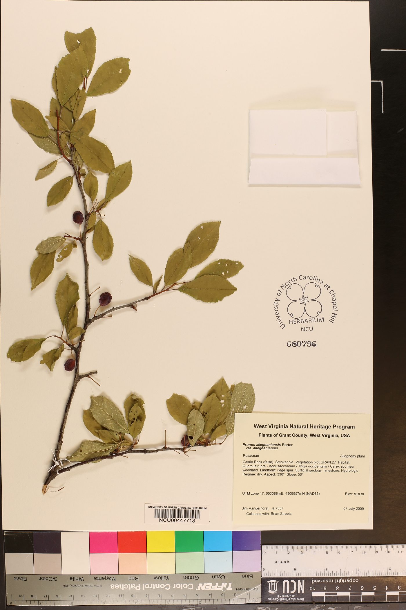 Prunus alleghaniensis image