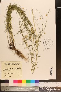 Linum lewisii image