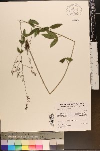 Desmodium paniculatum var. paniculatum image