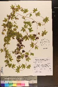 Lygodium palmatum image