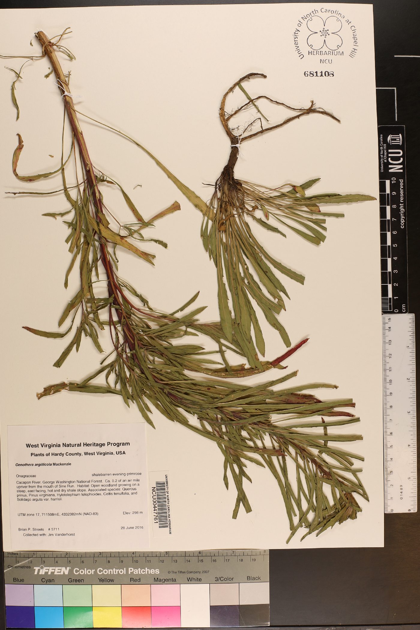 Oenothera argillicola image