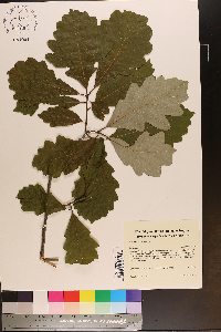 Quercus bicolor image