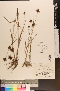 Fuirena squarrosa image