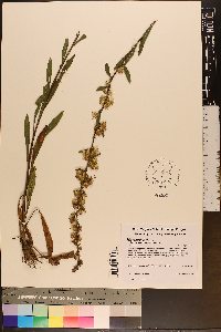 Solidago simplex subsp. randii image