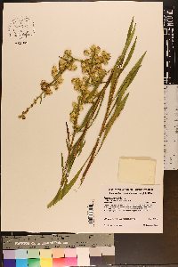 Solidago racemosa image