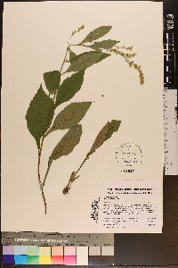 Solidago arguta var. caroliniana image