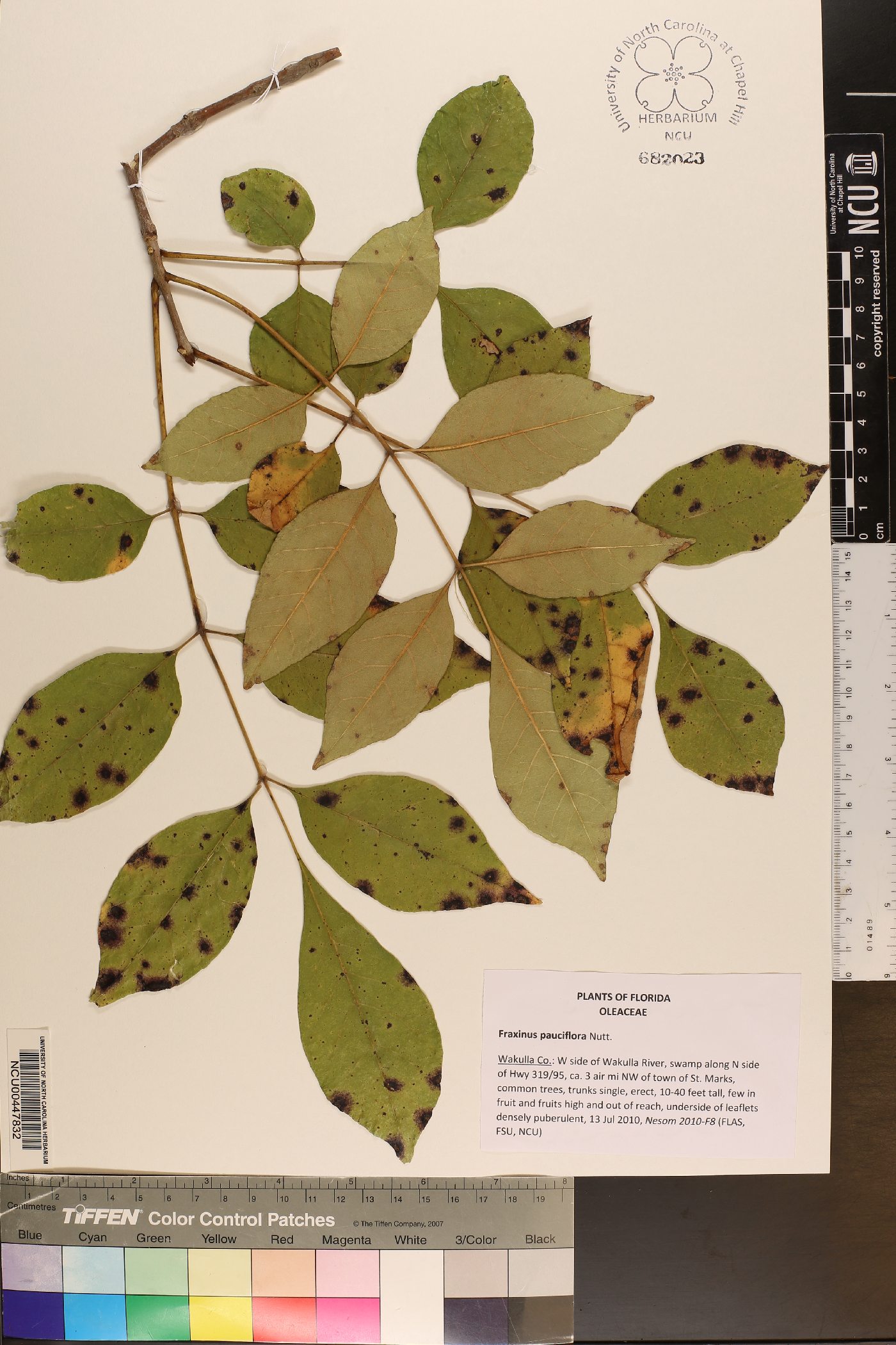 Fraxinus pauciflora image