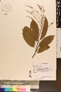 Oxydendrum arboreum image