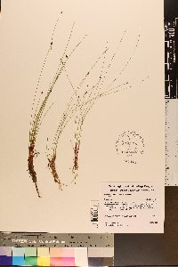 Eleocharis tenuis var. tenuis image