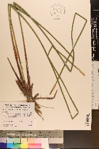 Eleocharis quadrangulata image