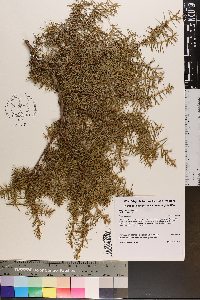 Juniperus communis var. communis image