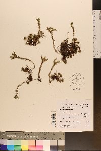 Sedum glaucophyllum image