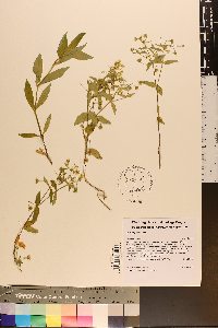 Stellaria pubera image