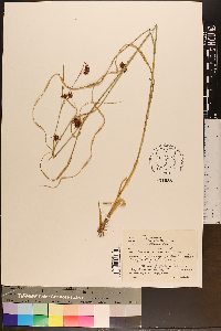 Rhynchospora cephalantha var. attenuata image