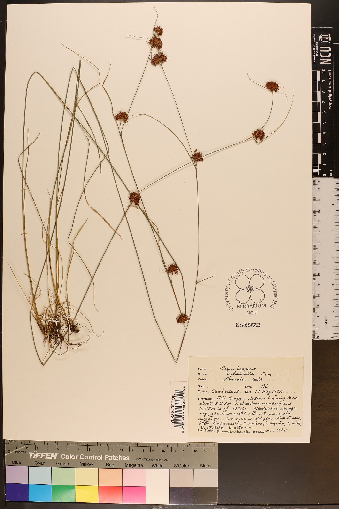 Rhynchospora cephalantha var. attenuata image