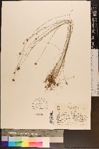 Rhynchospora chapmanii image