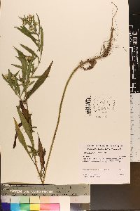Symphyotrichum lanceolatum var. lanceolatum image