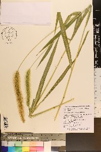 Setaria faberi image