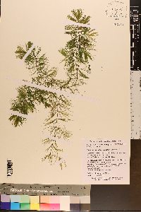 Ceratophyllum echinatum image