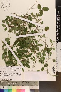 Galactia regularis image