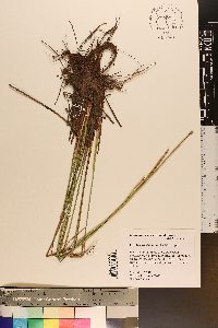 Eleocharis montana image