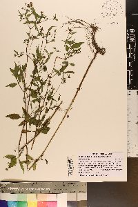 Bidens discoidea image