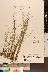 Eleocharis wolfii image