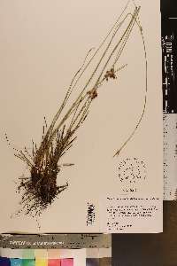 Fimbristylis puberula var. puberula image