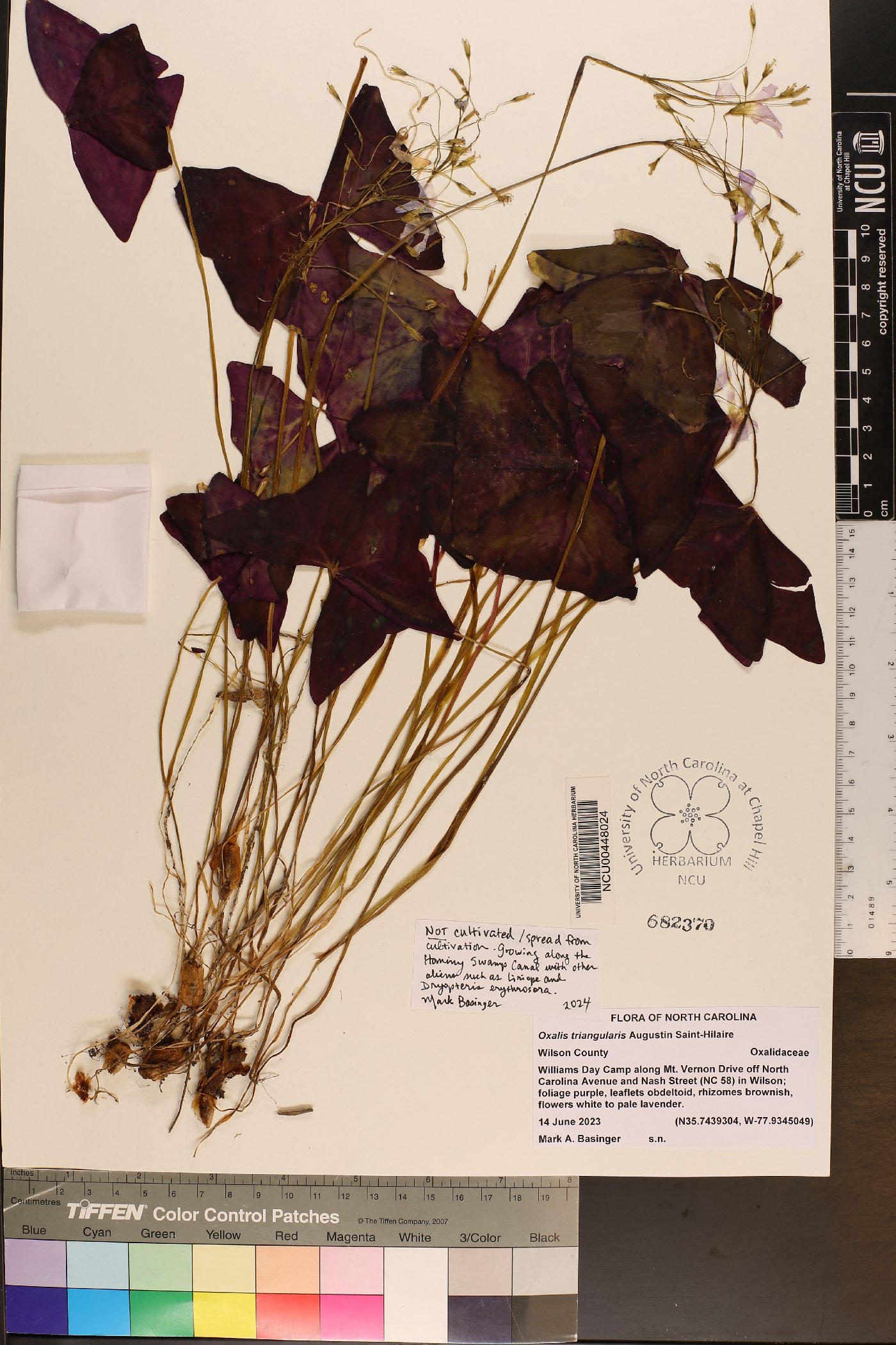 Oxalis triangularis image