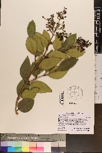 Ligustrum japonicum image