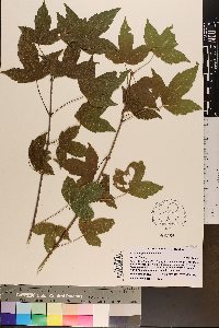 Acer buergerianum image