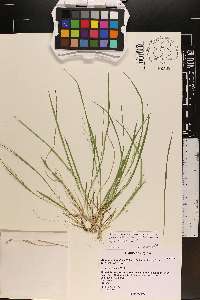 Dichanthelium linearifolium image