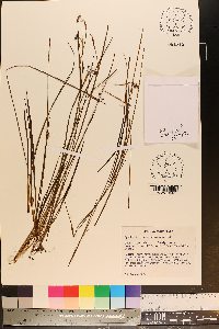 Sisyrinchium mucronatum image