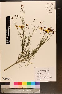 Coreopsis tinctoria image