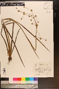 Juncus polycephalos image