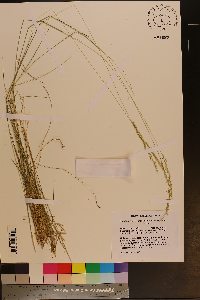 Sphenopholis filiformis image