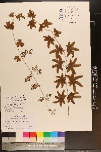 Lygodium palmatum image