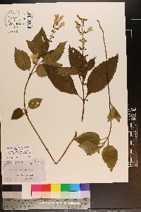 Scutellaria serrata image