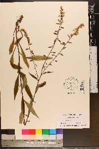 Solidago vaseyi image