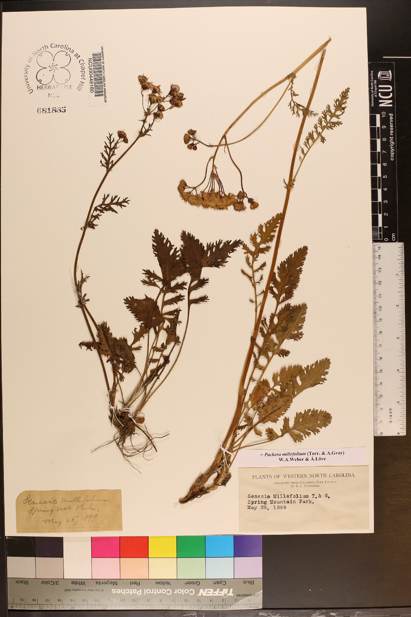 Packera × memmingeri image