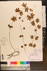 Lygodium palmatum image