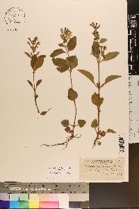 Scutellaria elliptica image