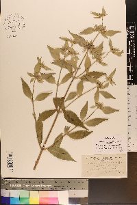 Pycnanthemum pycnanthemoides image