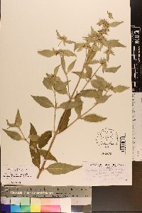 Pycnanthemum pycnanthemoides image