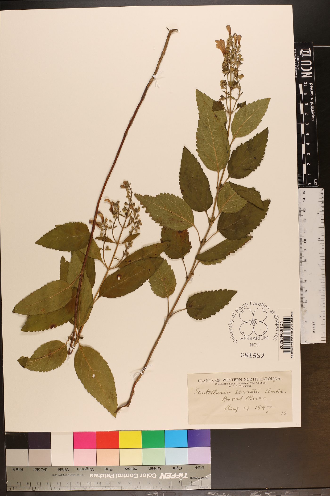 Scutellaria serrata image